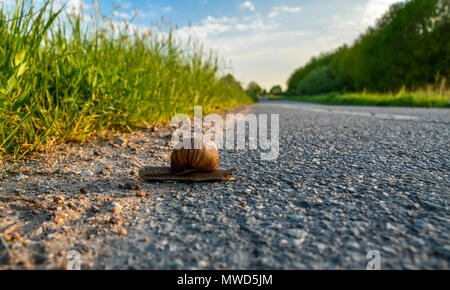 Tier und Natur Bilder aus der ganzen Welt. Kühe, Schnecken und Pflanzen Stockfoto