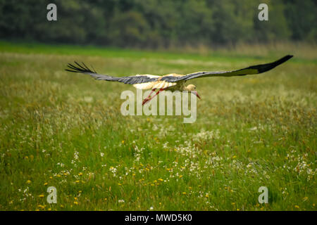 Tier und Natur Bilder aus der ganzen Welt. Kühe, Schnecken und Pflanzen Stockfoto