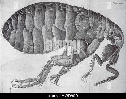 . Gravur einer Flohmarkt von Robert Hookes 1665 Micrographia, von der Königlichen Gesellschaft finanziert. Einige der Illustrationen wurden von Christopher Wren. Ursprünglich wurde dieses Bild war ein GATEFOLD. (Umwandlung in jpg von en: Bild: Flea-Hooke.gif). 1664 210 Flea-Hooke Stockfoto