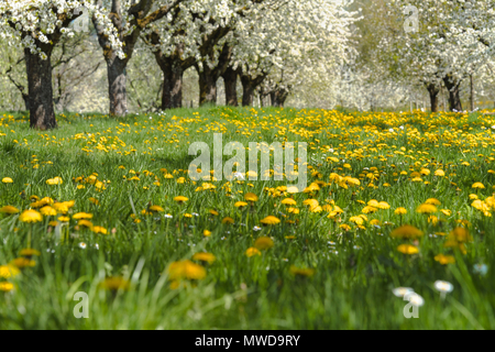 Frühlingswiese mit blühenden Obstgarten Bäume in der Region Ortenau, Süddeutschland, Zone am Fuße des Schwarzwaldes, berühmt für Kirschen blühen Stockfoto
