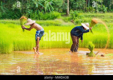 Sakonnakhon, Thailand - 30. Juli 2016: Die Landwirte der Ernte von Reis Sojasprossen aus kleinen Bereich Farm zu verpflanzen in Reisfarm in Sakonnakhon, Thailand Stockfoto