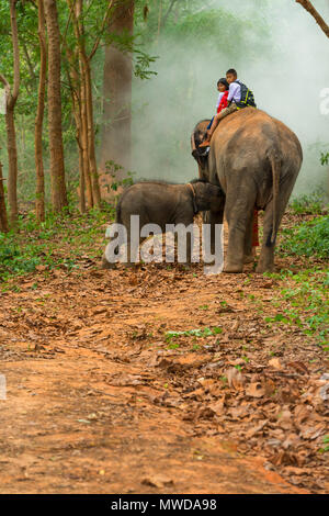 Surin, Thailand - 25. Juni 2016: Junge und Mädchen Schüler in Uniform reiten auf Elefanten zusammen mit ihrem Kalb auf Gehweg in Wald in Surin, Thailand Stockfoto