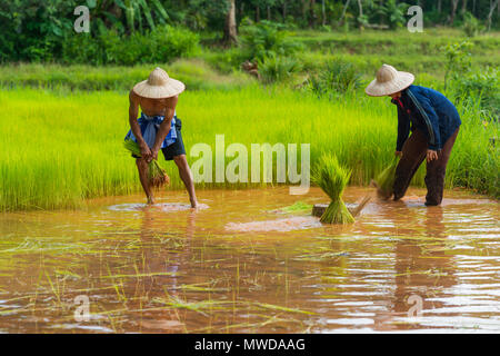 Sakonnakhon, Thailand - 30. Juli 2016: Die Landwirte der Ernte von Reis Sojasprossen aus kleinen Bereich Farm zu verpflanzen in Reisfarm in Sakonnakhon, Thailand Stockfoto