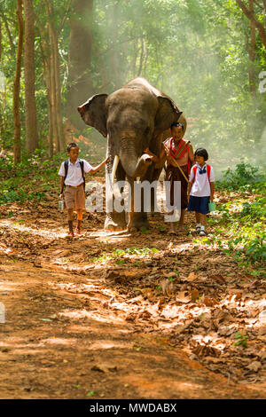 Surin, Thailand - 25. Juni 2016: Mahout und Studenten in Uniform zu Fuß zusammen mit Elefanten auf Gehweg in Wald in Surin, Thailand Stockfoto