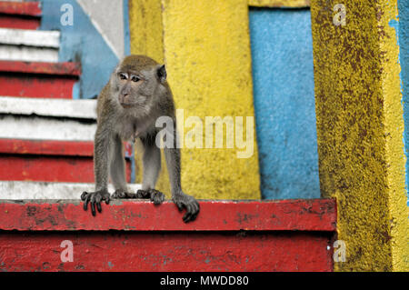 Krabbe - macaque Essen auf der Treppe von Batu Höhlen nördlich von Kuala Lumpur, Malaysia Stockfoto