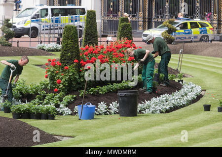 London, Großbritannien. 1. Juni 2018. Gärtner pflanzen rote Blumen in den Blumenbeeten gegenüber Buckingham Palace auf der Vorbereitung für die Farbe Zeremonie die Königinnen Geburtstag am 9. Juni Credit zu feiern: Amer ghazzal/Alamy leben Nachrichten Stockfoto