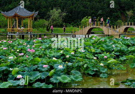 Wuyishan, der chinesischen Provinz Fujian. 1. Juni 2018. Touristen besuchen Sie eine Lotus Teich in Wufu Township von Wuyishan Stadt im Südosten der chinesischen Provinz Fujian, 1. Juni 2018. Entwickelte sich die Stadt lokale Wirtschaft durch die Kombination von Landwirtschaft und Tourismus. Credit: Zhang Guojun/Xinhua/Alamy leben Nachrichten Stockfoto