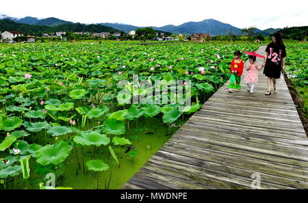 Wuyishan, der chinesischen Provinz Fujian. 1. Juni 2018. Touristen besuchen Sie eine Lotus Teich in Wufu Township von Wuyishan Stadt im Südosten der chinesischen Provinz Fujian, 1. Juni 2018. Entwickelte sich die Stadt lokale Wirtschaft durch die Kombination von Landwirtschaft und Tourismus. Credit: Zhang Guojun/Xinhua/Alamy leben Nachrichten Stockfoto