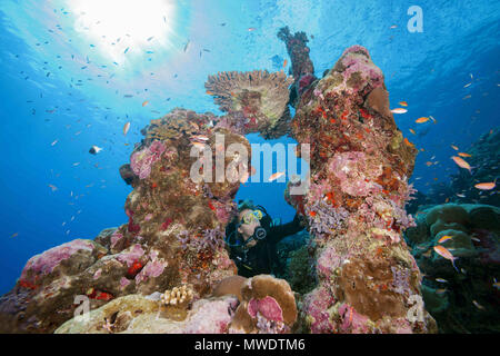 Fuvahmulah Insel, Indischer Ozean, Malediven. 11 Feb, 2018. Weibliche Taucher sieht durch eine Koralle arch Credit: Andrey Nekrasov/ZUMA Draht/ZUMAPRESS.com/Alamy leben Nachrichten Stockfoto