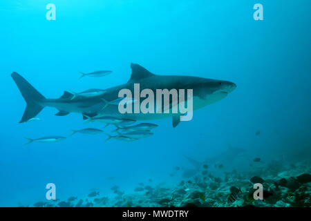 Februar 10, 2018 - Insel (Atoll) Fuvahmulah, Indi, Malediven - Tiger Shark (Credit Bild: © Andrey Nekrasov/ZUMA Draht/ZUMAPRESS.com) Stockfoto