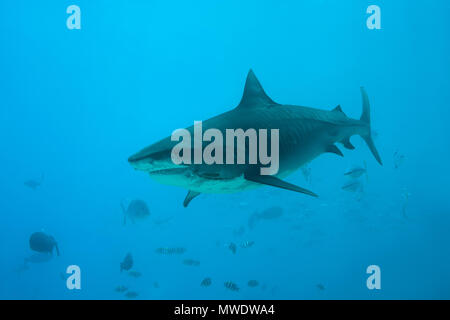 März 14, 2018 - Insel (Atoll) Fuvahmulah, Indi, Malediven - Tigerhai (Galeocerdo cuvier) mit einem Angeln Haken im Maul schwimmt im blauen Wasser der Credit: Andrey Nekrasov/ZUMA Draht/ZUMAPRESS.com/Alamy leben Nachrichten Stockfoto