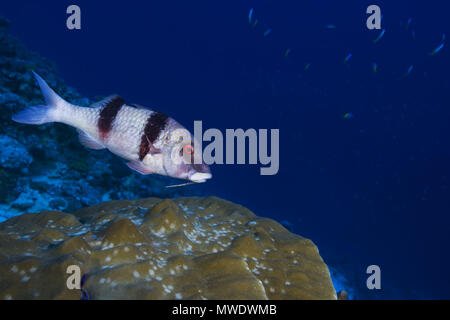 Fuvahmulah Insel, Indischer Ozean, Malediven. 8 Feb, 2018. Indische Doublebar Meerbarben (Parupeneus Trifasciatus) schwimmen über Korallen. Credit: Andrey Nekrasov/ZUMA Draht/ZUMAPRESS.com/Alamy leben Nachrichten Stockfoto