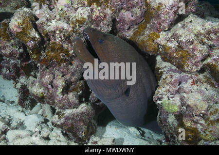 Indischer Ozean, Malediven. 5. Sep 2017. Riesenmuräne Credit: Andrey Nekrasov/ZUMA Draht/ZUMAPRESS.com/Alamy leben Nachrichten Stockfoto