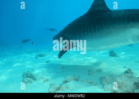 Februar 8, 2018 - Insel (Atoll) Fuvahmulah, Indien, Malediven - Tigerhai (Galeocerdo cuvier) Schwimmen über sandigen Boden Credit: Andrey Nekrasov/ZUMA Draht/ZUMAPRESS.com/Alamy leben Nachrichten Stockfoto