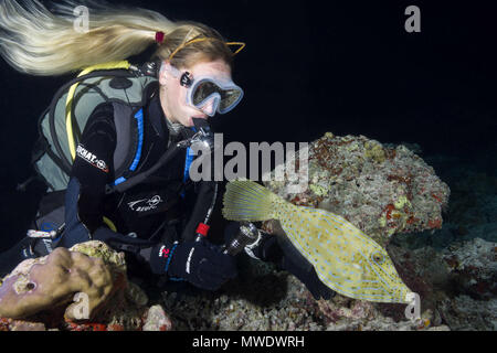 Indischer Ozean, Malediven. 25 Mär, 2018. Weibliche Scuba Diver schaut filefish bei Nacht. Scrawled Filefish, broomtail scribbled filefish oder Lederjacke Credit: Andrey Nekrasov/ZUMA Draht/ZUMAPRESS.com/Alamy leben Nachrichten Stockfoto