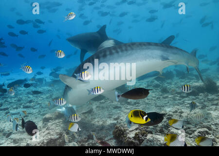 Februar 10, 2018 - Insel (Atoll) Fuvahmulah, Indien, Malediven - Zwei Tigerhai (Galeocerdo cuvier) sind auf der Suche nach Nahrung auf ein Korallenriff Credit: Andrey Nekrasov/ZUMA Draht/ZUMAPRESS.com/Alamy leben Nachrichten Stockfoto