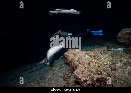 März 30, 2018 - Indischer Ozean, Malediven - weibliche Taucher schwimmt mit zwei Stachelrochen in der Nacht. Rosa whipray oder Banane - Schwanz Ray (Credit Bild: © Andrey Nekrasov/ZUMA Draht/ZUMAPRESS.com) Stockfoto