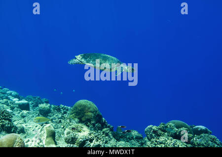 Februar 11, 2018 - Insel (Atoll) Fuvahmulah, Indien, Malediven - Echte Karettschildkröte (Eretmochelys imbricata) schwimmt in der Nähe von Coral Reef im blauen Wasser der Credit: Andrey Nekrasov/ZUMA Draht/ZUMAPRESS.com/Alamy leben Nachrichten Stockfoto