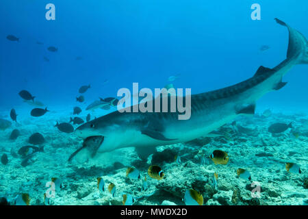 Februar 11, 2018 - Insel (Atoll) Fuvahmulah, Indien, Malediven - Tigerhai (Galeocerdo cuvier) essen Thunfisch Credit: Andrey Nekrasov/ZUMA Draht/ZUMAPRESS.com/Alamy leben Nachrichten Stockfoto