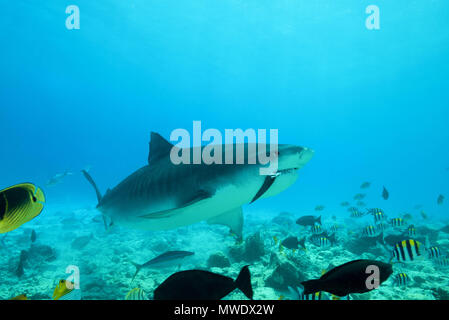 Februar 11, 2018 - Insel (Atoll) Fuvahmulah, Indien, Malediven - Tigerhai (Galeocerdo cuvier) essen Thunfisch Credit: Andrey Nekrasov/ZUMA Draht/ZUMAPRESS.com/Alamy leben Nachrichten Stockfoto