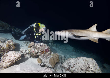 Indischer Ozean, Malediven. 2 Apr, 2018. Weibliche Taucher sieht am Shark in der Nacht. Tawny Ammenhai, riesige Sleepy shark oder Madame X Credit: Andrey Nekrasov/ZUMA Draht/ZUMAPRESS.com/Alamy leben Nachrichten Stockfoto