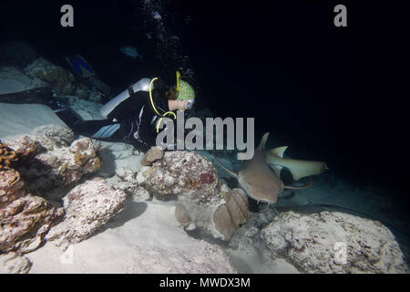 Indischer Ozean, Malediven. 2 Apr, 2018. Weibliche Taucher sieht am Shark in der Nacht. Tawny Ammenhai, riesige Sleepy shark oder Madame X Credit: Andrey Nekrasov/ZUMA Draht/ZUMAPRESS.com/Alamy leben Nachrichten Stockfoto