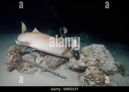 Indischer Ozean, Malediven. 2 Apr, 2018. Weibliche Taucher sieht am Shark in der Nacht. Tawny Ammenhai, riesige Sleepy shark oder Madame X Credit: Andrey Nekrasov/ZUMA Draht/ZUMAPRESS.com/Alamy leben Nachrichten Stockfoto