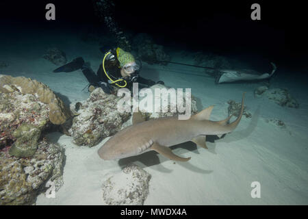 Indischer Ozean, Malediven. 2 Apr, 2018. Weibliche Taucher sieht am Shark in der Nacht. Tawny Ammenhai, riesige Sleepy shark oder Madame X Credit: Andrey Nekrasov/ZUMA Draht/ZUMAPRESS.com/Alamy leben Nachrichten Stockfoto