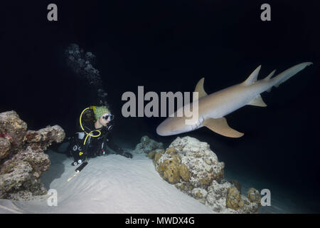 Indischer Ozean, Malediven. 2 Apr, 2018. Weibliche Taucher sieht am Shark in der Nacht. Tawny Ammenhai, riesige Sleepy shark oder Madame X Credit: Andrey Nekrasov/ZUMA Draht/ZUMAPRESS.com/Alamy leben Nachrichten Stockfoto