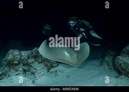 Indischer Ozean, Malediven. 24 Mär, 2018. Weibliche Taucher schwimmt mit Stingray bei Nacht. Rosa whipray oder Banane - Schwanz ray Credit: Andrey Nekrasov/ZUMA Draht/ZUMAPRESS.com/Alamy leben Nachrichten Stockfoto