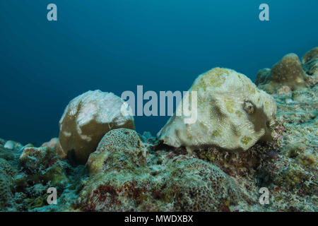 Indischer Ozean, Malediven. 7 Apr, 2018. Spuren von papageienfisch Zähne auf Korallen Credit: Andrey Nekrasov/ZUMA Draht/ZUMAPRESS.com/Alamy leben Nachrichten Stockfoto