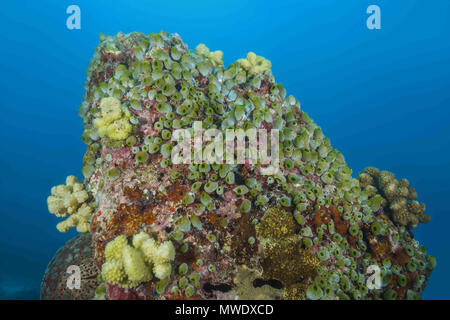 Indischer Ozean, Malediven. 7 Apr, 2018. Kolonie Urn Ascidian oder grüne Faß Seescheiden (Didemnum molle) auf dem Felsen Credit: Andrey Nekrasov/ZUMA Draht/ZUMAPRESS.com/Alamy leben Nachrichten Stockfoto