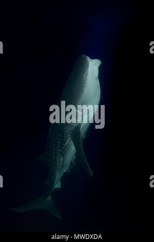 Indischer Ozean, Malediven. 7 Apr, 2018. Der Walhai (Firma IPCON typus) schwimmt mit offenem Mund in der Nacht Kreditkarten: Andrey Nekrasov/ZUMA Draht/ZUMAPRESS.com/Alamy leben Nachrichten Stockfoto