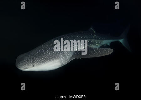 Indischer Ozean, Malediven. 7 Apr, 2018. Der Walhai (Firma IPCON typus) schwimmt in der Nacht Kreditkarten: Andrey Nekrasov/ZUMA Draht/ZUMAPRESS.com/Alamy leben Nachrichten Stockfoto