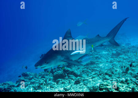 März 14, 2018 - Insel (Atoll) Fuvahmulah, Indien, Malediven - Tigerhai (Galeocerdo cuvier) Schwimmen über Coral Reef Credit: Andrey Nekrasov/ZUMA Draht/ZUMAPRESS.com/Alamy leben Nachrichten Stockfoto