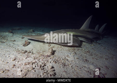 Indischer Ozean, Malediven. 26 Dez, 2010. Riesige Guitarfish (Rhynchobatus djiddensis) schwimmt über Sandgrund in der Nacht Kreditkarten: Andrey Nekrasov/ZUMA Draht/ZUMAPRESS.com/Alamy leben Nachrichten Stockfoto