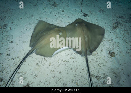 Indischer Ozean, Malediven. 20 Mär, 2018. Paar rosa Himantura whipray (FAI) liegen auf dem sandigen Boden Credit: Andrey Nekrasov/ZUMA Draht/ZUMAPRESS.com/Alamy leben Nachrichten Stockfoto