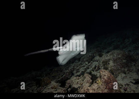 Indischer Ozean, Malediven. 20 Mär, 2018. Runde ribbontail Ray (Taeniura meyeni) in der Nähe von Riff in der Nacht Credit schwimmen: Andrey Nekrasov/ZUMA Draht/ZUMAPRESS.com/Alamy leben Nachrichten Stockfoto