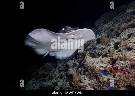 Indischer Ozean, Malediven. 20 Mär, 2018. Runde ribbontail Ray (Taeniura meyeni) in der Nähe von Riff in der Nacht Credit schwimmen: Andrey Nekrasov/ZUMA Draht/ZUMAPRESS.com/Alamy leben Nachrichten Stockfoto