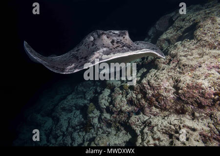 Indischer Ozean, Malediven. 20 Mär, 2018. Runde ribbontail Ray (Taeniura meyeni) in der Nähe von Riff in der Nacht Credit schwimmen: Andrey Nekrasov/ZUMA Draht/ZUMAPRESS.com/Alamy leben Nachrichten Stockfoto