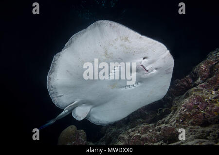 Indischer Ozean, Malediven. 20 Mär, 2018. Runde ribbontail Ray (Taeniura meyeni) in der Nähe von Riff in der Nacht Credit schwimmen: Andrey Nekrasov/ZUMA Draht/ZUMAPRESS.com/Alamy leben Nachrichten Stockfoto