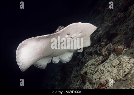 Indischer Ozean, Malediven. 20 Mär, 2018. Runde ribbontail Ray (Taeniura meyeni) in der Nähe von Riff in der Nacht Credit schwimmen: Andrey Nekrasov/ZUMA Draht/ZUMAPRESS.com/Alamy leben Nachrichten Stockfoto