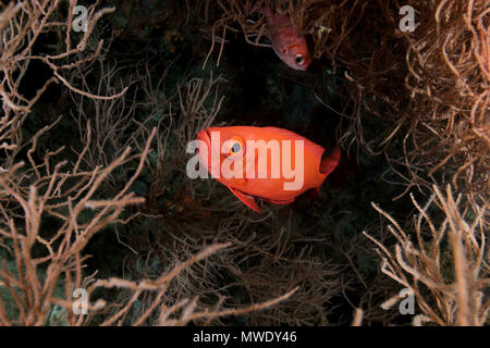 Indischer Ozean, Malediven. 21 Mär, 2018. Gemeinsame Großaugenthun (Priacanthus hamrur) Ausblenden in der Coral Zweige Credit: Andrey Nekrasov/ZUMA Draht/ZUMAPRESS.com/Alamy leben Nachrichten Stockfoto