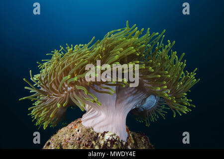 Indischer Ozean, Malediven. 21 Mär, 2018. Herrliche Seeanemone Credit: Andrey Nekrasov/ZUMA Draht/ZUMAPRESS.com/Alamy leben Nachrichten Stockfoto