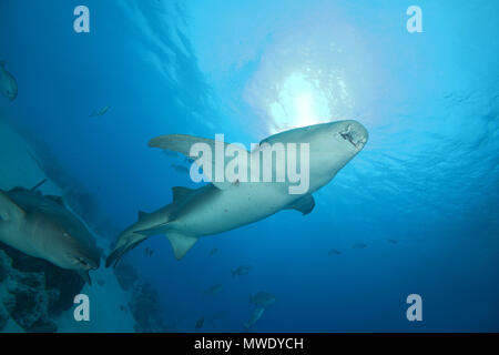 Indischer Ozean, Malediven. 25 Mär, 2018. Tawny Ammenhai (Nebrius Art) schwimmt im blauen Wasser der Credit: Andrey Nekrasov/ZUMA Draht/ZUMAPRESS.com/Alamy leben Nachrichten Stockfoto