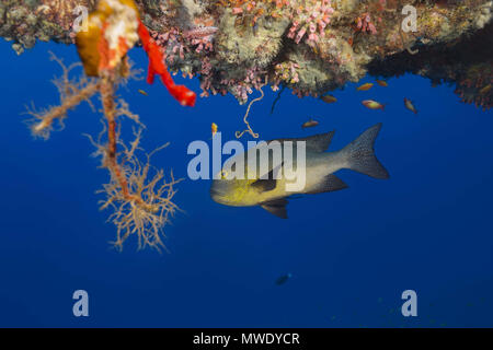 Indischer Ozean, Malediven. 25 Mär, 2018. Midnight Snapper (Macolor macularis) schwimmt unter Korallenriff im blauen Wasser. Credit: Andrey Nekrasov/ZUMA Draht/ZUMAPRESS.com/Alamy leben Nachrichten Stockfoto