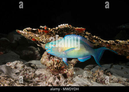 Indischer Ozean, Malediven. 25 Mär, 2018. Bullethead Papageienfische (Chlorurus sordidus) schläft unter dem Tisch coral Credit: Andrey Nekrasov/ZUMA Draht/ZUMAPRESS.com/Alamy leben Nachrichten Stockfoto