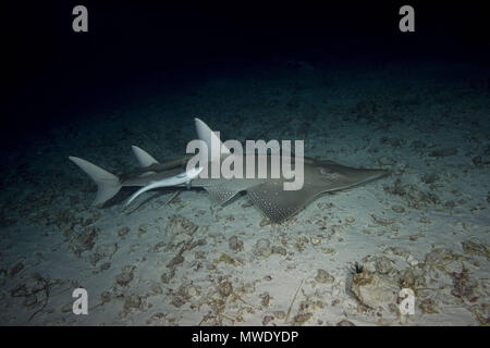 Dezember 26, 2010 - Indo-pazifischen Ozean, Malediven - riesigen Guitarfish (Rhynchobatus djiddensis) schwimmt über Sandgrund in der Nacht Kreditkarten: Andrey Nekrasov/ZUMA Draht/ZUMAPRESS.com/Alamy leben Nachrichten Stockfoto