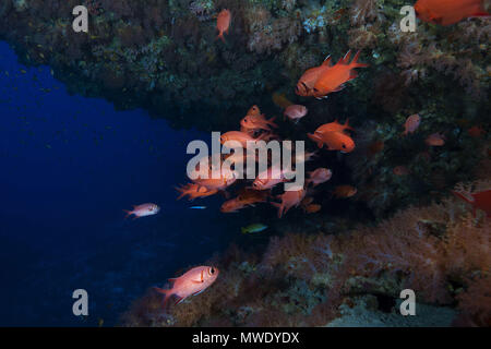 Indischer Ozean, Malediven. 26 Mär, 2018. Schule der Pinecone Soldierfish (Myripristis murdjan) Schwimmen in der Höhle Credit: Andrey Nekrasov/ZUMA Draht/ZUMAPRESS.com/Alamy leben Nachrichten Stockfoto