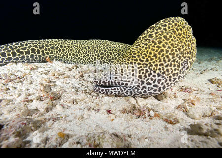 Indischer Ozean, Malediven. 30 Mär, 2018. Honeycomb Muränen (Gymnothorax favagineus) schlucken Beute liegt auf dem Sand Credit: Andrey Nekrasov/ZUMA Draht/ZUMAPRESS.com/Alamy leben Nachrichten Stockfoto